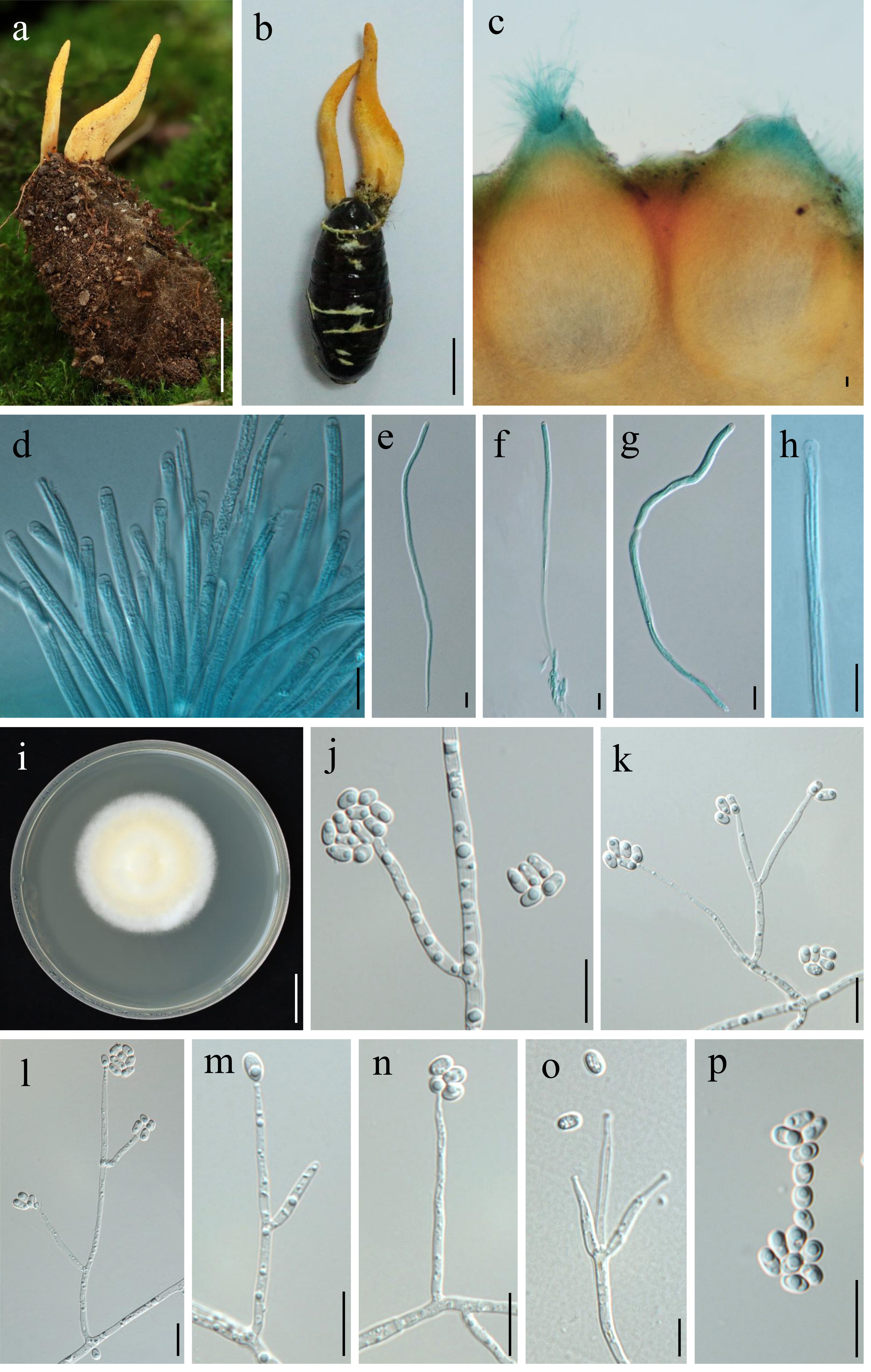 Figure 64